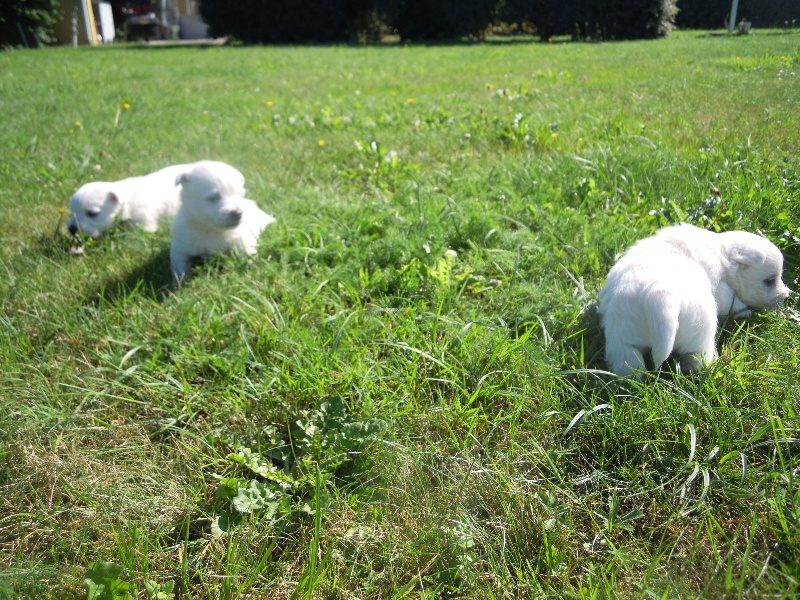Des elucines - West Highland White Terrier - Portée née le 27/04/2011
