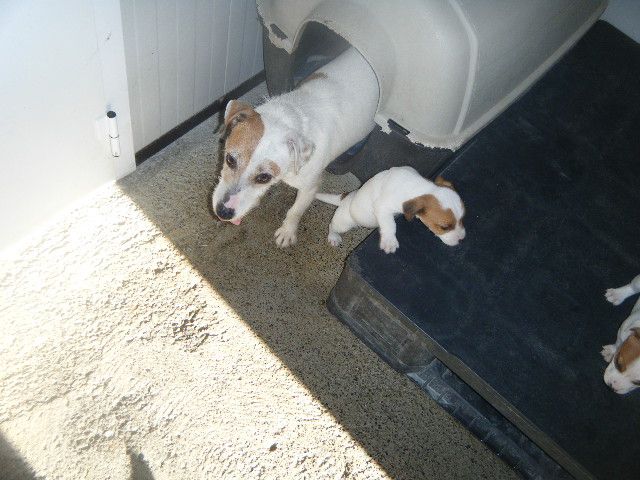 Chiots de Vénus