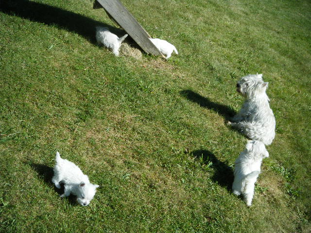 Chiots de Vodka nés le jour de Pâques.