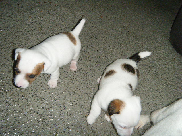 Chiots de Vallen de mai 2010
