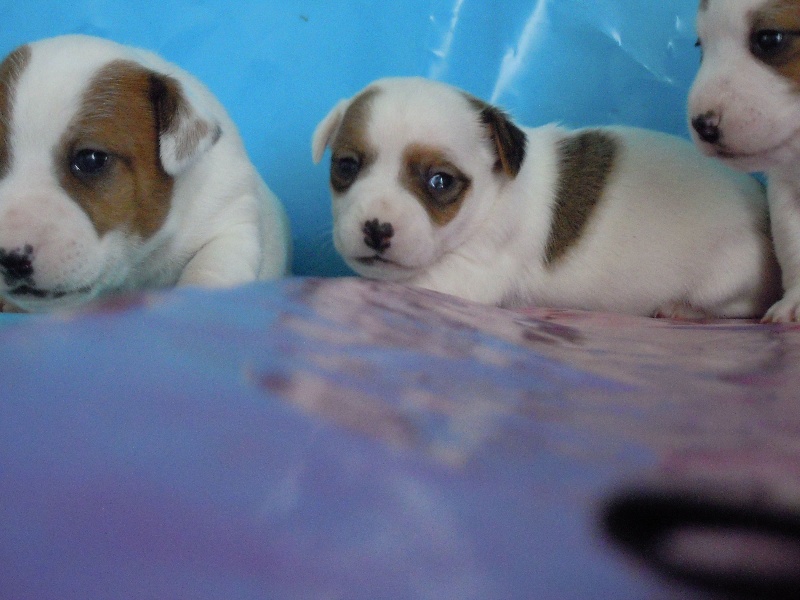 Chiots de Cerise.