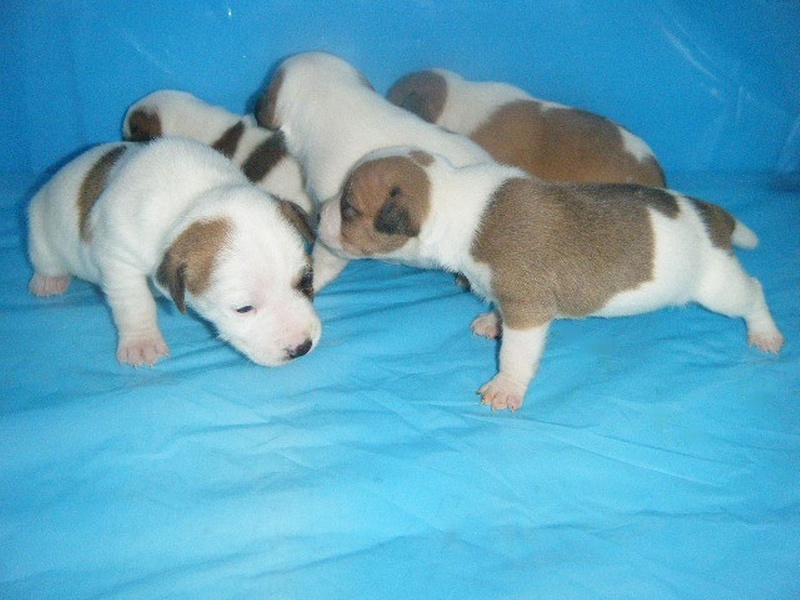 Chiots de Bambou