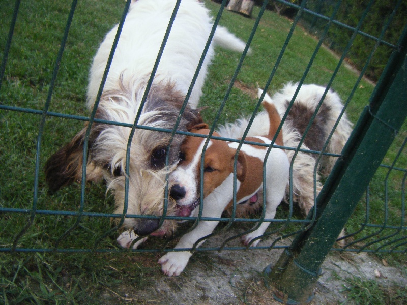 Chiens entrain de jouer