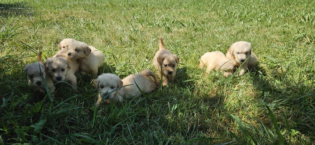 Des elucines - Chiots disponibles - Golden Retriever