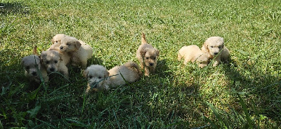 CHIOT 4