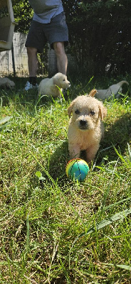 CHIOT 6