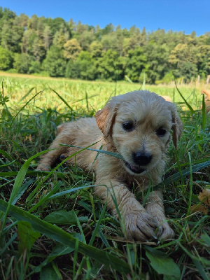 CHIOT 5