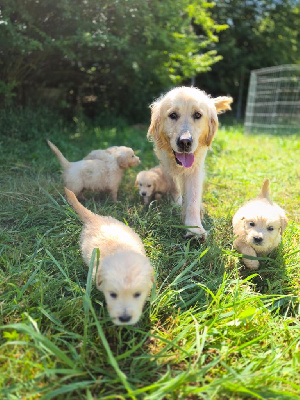 CHIOT 2