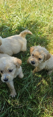 CHIOT 1