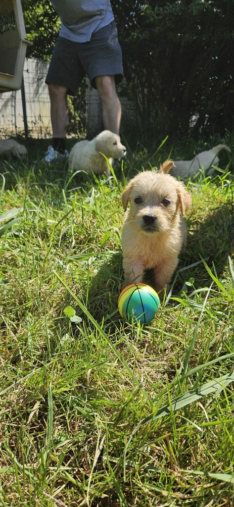 Des elucines - Chiots disponibles - Golden Retriever