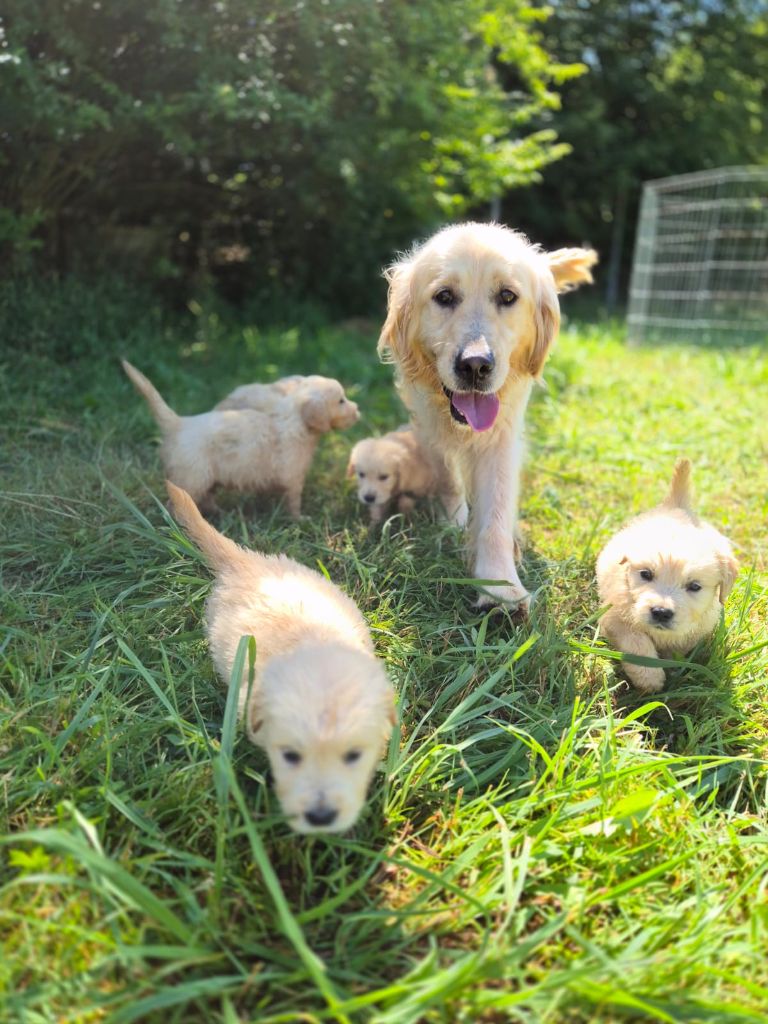 Des elucines - Chiots disponibles - Golden Retriever