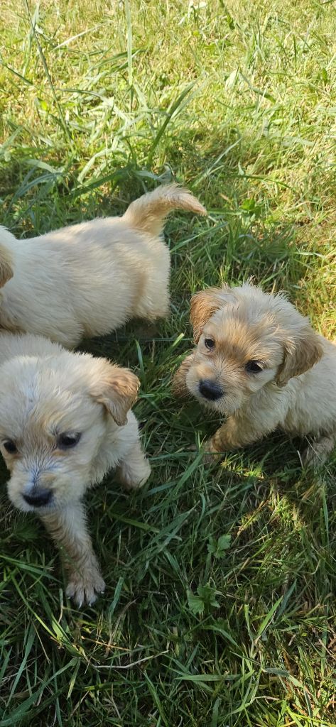 Des elucines - Chiots disponibles - Golden Retriever